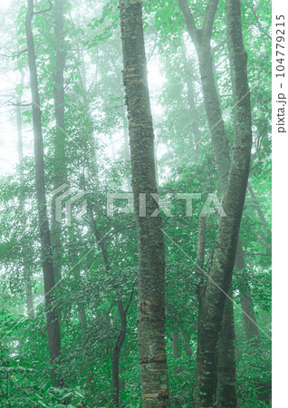 (安達太良山)緑の葉が生い茂る森 (安達太良山)緑の葉が生い茂る森 104779215