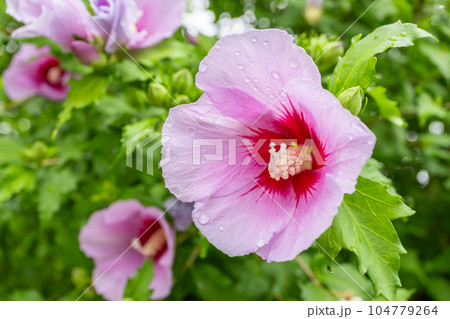 Korean national flower in the name Rose of Sharon or Mugunghwa flower Korean national flower in the name Rose of Sharon or Mugunghwa flower 104779264
