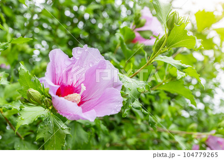 Korean national flower in the name Rose of Sharon or Mugunghwa flower Korean national flower in the name Rose of Sharon or Mugunghwa flower 104779265