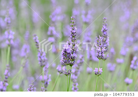 美しいラベンダー 美しいラベンダー 104779353