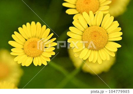 ダイヤーズカモミール 104779985