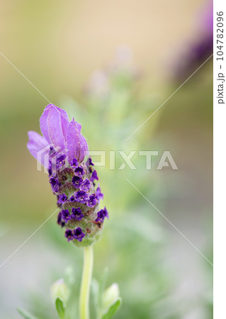 Purple lavender blooms in a sunny summer garden 104782096