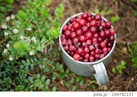cranberry in vintage metal cup on dark background cranberry in vintage metal cup on dark background 104782131