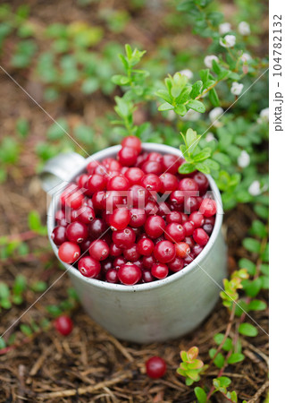 cranberry in vintage metal cup on dark background cranberry in vintage metal cup on dark background 104782132