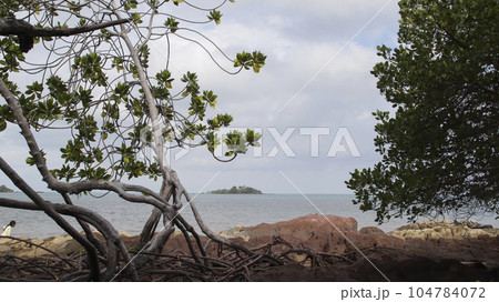 Mangrove trees and shady rocky beaches with sea background. 104784072