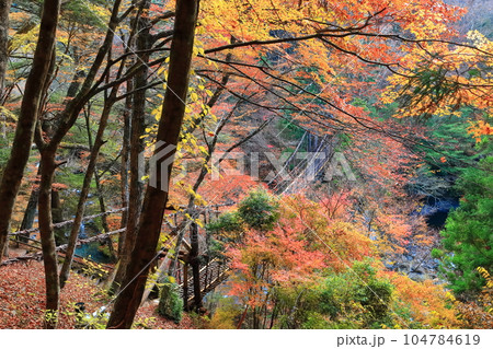 【徳島県】早朝の紅葉した二重かずら橋（奥祖谷） 104784619