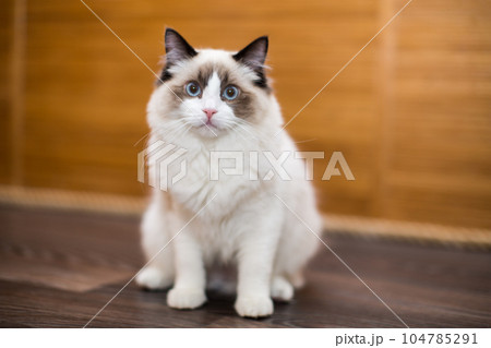 Beautiful young white purebred Ragdoll cat with blue eyes 104785291