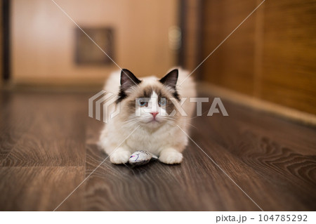 Beautiful young white purebred Ragdoll cat with blue eyes 104785292