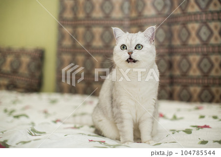 adult cat pedigree Scottish chinchilla straight ears adult cat pedigree Scottish chinchilla straight ears 104785544
