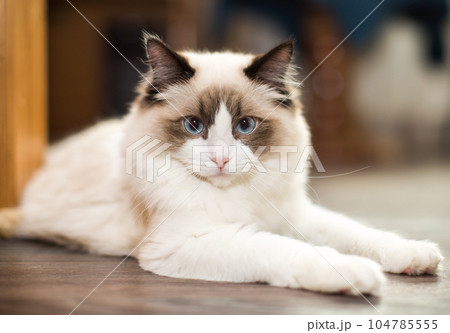 Beautiful young white purebred Ragdoll cat with blue eyes 104785555