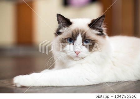 Beautiful young white purebred Ragdoll cat with blue eyes 104785556