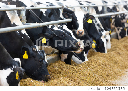 Agricultural concept, diary cows eating a hay in modern free livestock stall or cowshed for distibution of milk, animal and food concept 104785576