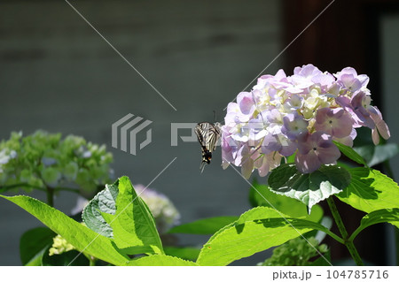 緑の葉と薄ピンクに色づきかけた手鞠型紫陽花の花にナミアゲハがとまっている風景 104785716
