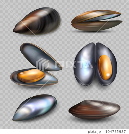 Realistic mussels. Exotic seafood mussels illustrations in various view sides decent vector pictures set Realistic mussels. Exotic seafood mussels illustrations in various view sides decent vector pictures set 104785987