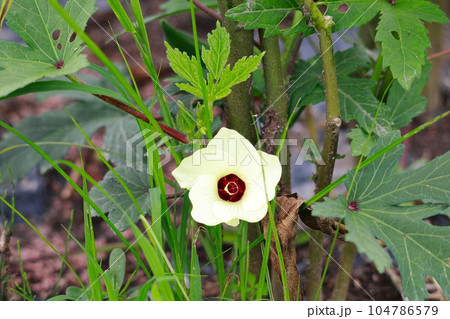 オクラの花 104786579