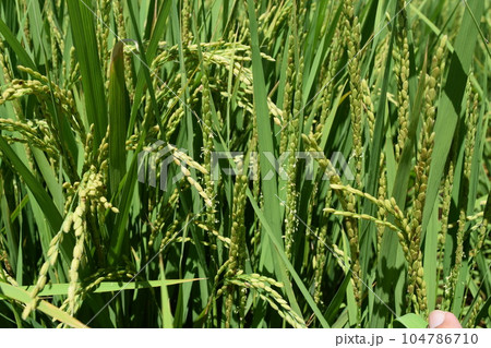 白く小さい イネの花 104786710