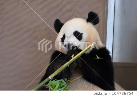 おいしそうに竹を食べる楓浜 104786754