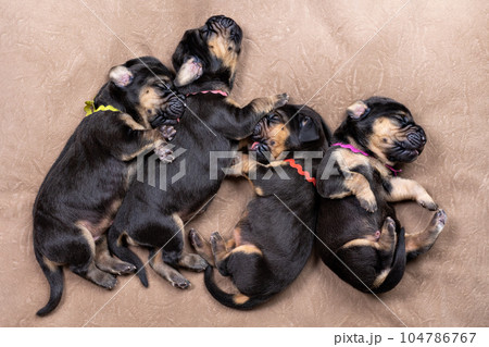 Five newborn puppies bloodhound black and tan.  104786767