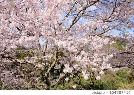 桜 ソメイヨシノ 満開 桜 ソメイヨシノ 満開 104787414