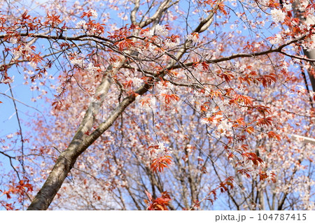 ヤマザクラの花 ヤマザクラの花 104787415