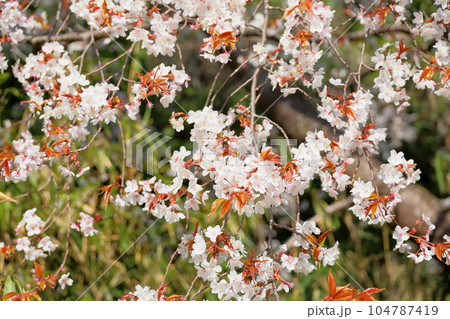 ヤマザクラの花 104787419
