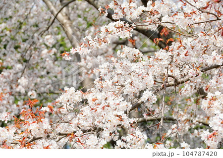 ヤマザクラの花 104787420