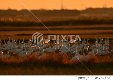 t千葉県の白鳥 104787528