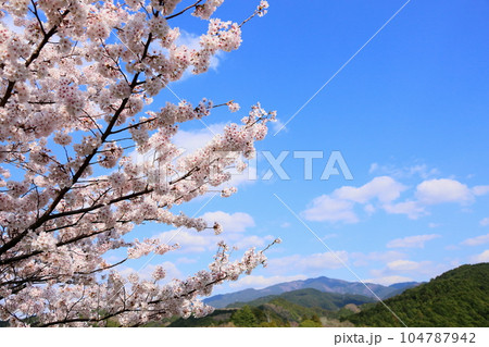 桜　ソメイヨシノ　満開 104787942