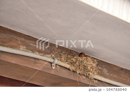 民家の軒下のツバメの巣 民家の軒下のツバメの巣 104788040