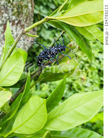 昆虫生態　カミキリムシの愛情表現二 104788215