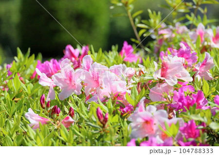 ヒラドツツジの花 ヒラドツツジの花 104788333