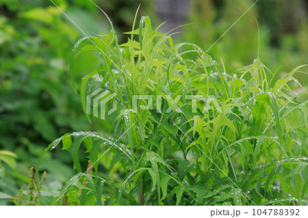 植物の葉　雨の日　水滴 104788392