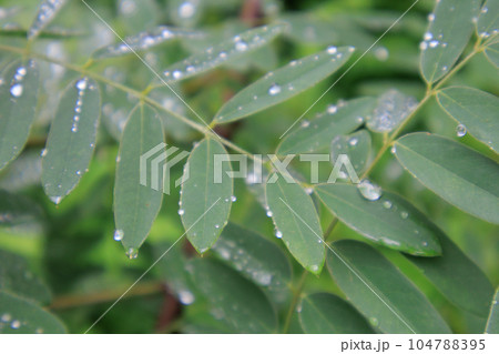 植物の葉 雨の日 水滴 植物の葉 雨の日 水滴 104788395