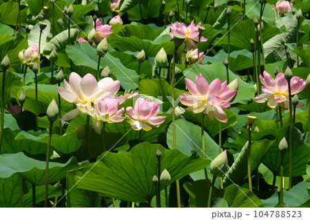 Lotuses (lat. Nelumbo nucifera) 104788523