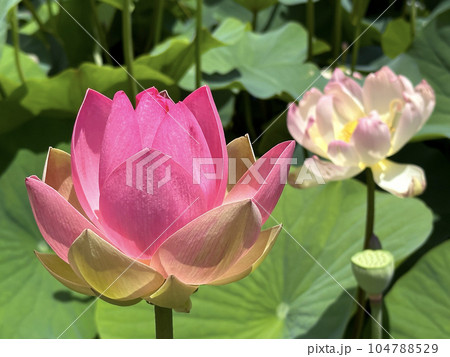 Lotuses (lat. Nelumbo nucifera) Lotuses (lat. Nelumbo nucifera) 104788529
