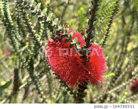 Goldfields bottlebrush (Latin - Melaleuca coccinea) Goldfields bottlebrush (Latin - Melaleuca coccinea) 104788531