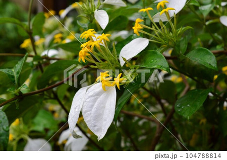 雨上がりのこんろんか（崑崙花）ハンカチノハナ 104788814