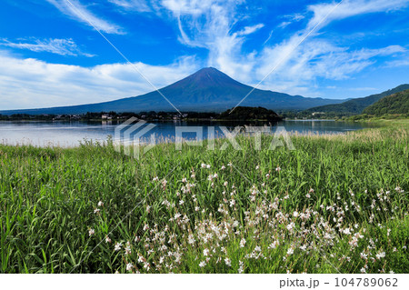 花いっぱいの夏の河口湖大石公園と富士山 山梨県河口湖町 花いっぱいの夏の河口湖大石公園と富士山 山梨県河口湖町 104789062