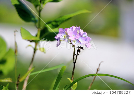 アジサイの花 104789227