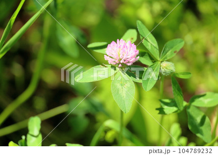 アカツメグサの花 104789232