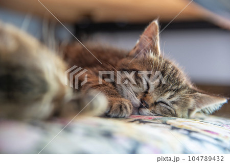 眠っている仔猫【トラ縞の猫】座布団の上で昼寝中 眠っている仔猫【トラ縞の猫】座布団の上で昼寝中 104789432