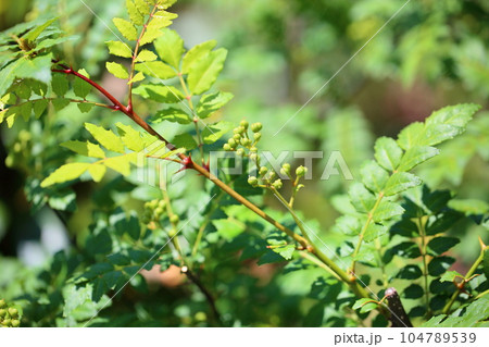 サンショウの実 104789539