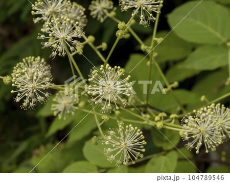 ウドの花 ウドの花 104789546