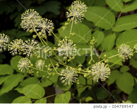 ウドの花 ウドの花 104789547