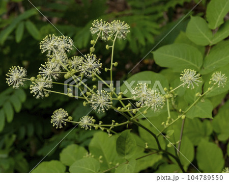 ウドの花 104789550