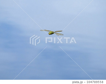 池の上を飛ぶギンヤンマ 池の上を飛ぶギンヤンマ 104789558