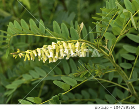 クララの花 クララの花 104789560