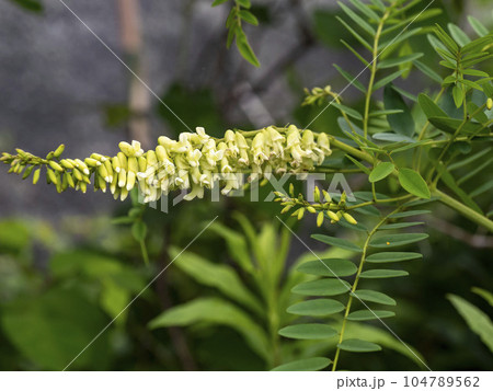 クララの花 クララの花 104789562