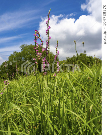 晴れた日の草原に生えるネジバナの花 104789570