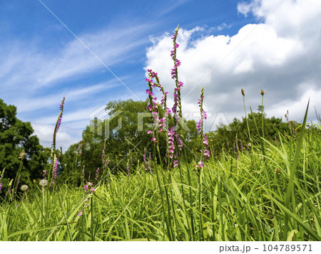 晴れた日の草原に生えるネジバナの花 104789571